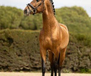 Caballo entero PRE Pura Raza Española En venta 2022 Bayo