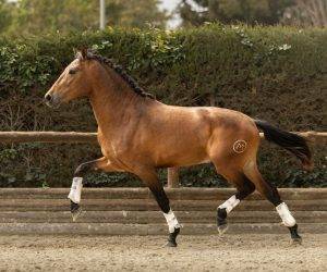 Caballo entero PRE Pura Raza Española En venta 2022 Bayo