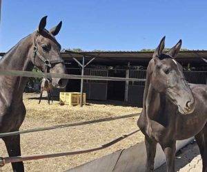 Yegua PRE Pura Raza Espa&ntilde;ola En venta 2025 Negro