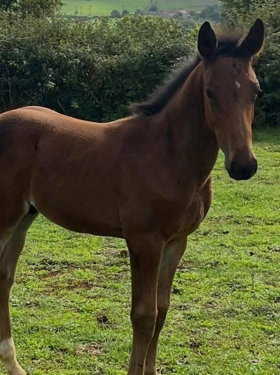 Potro Silla Francés En venta 2025 Bayo por Halifax