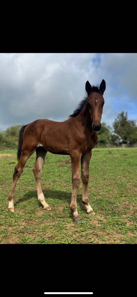 Potro Silla Francés En venta 2025 Bayo por Halifax