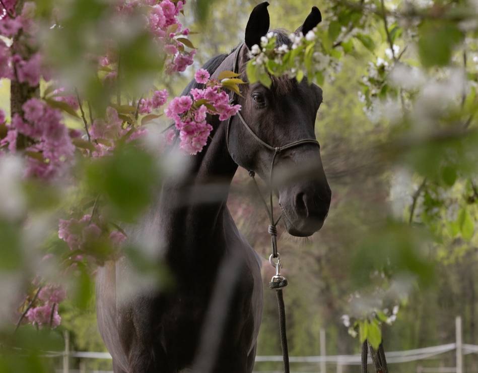 Caballo castrado Hannoveriano En venta 2017 Negro por VITALIS