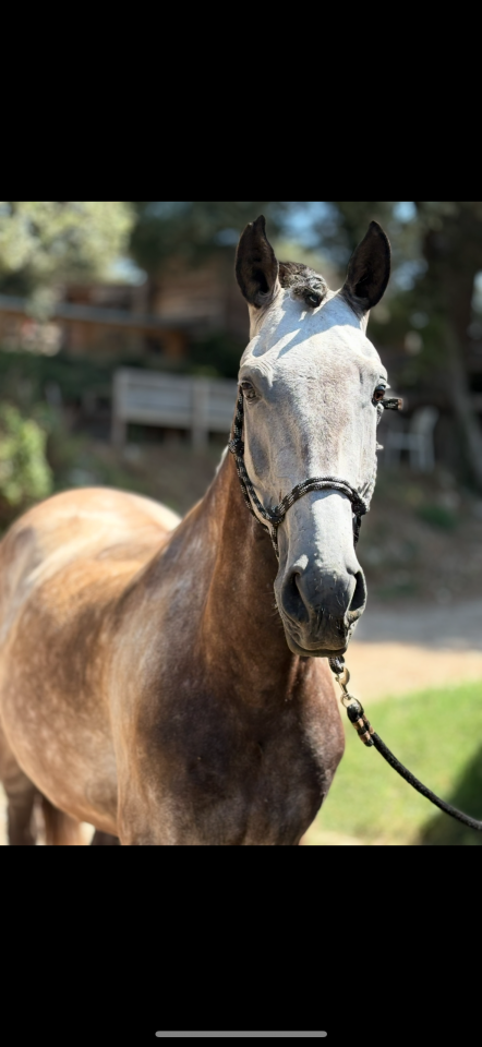 Caballo castrado Lusitano En venta 2017 Tordo por URQUE SLU