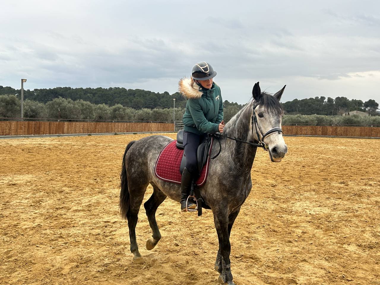 Caballo castrado Lusitano En venta 2017 Tordo por URQUE SLU