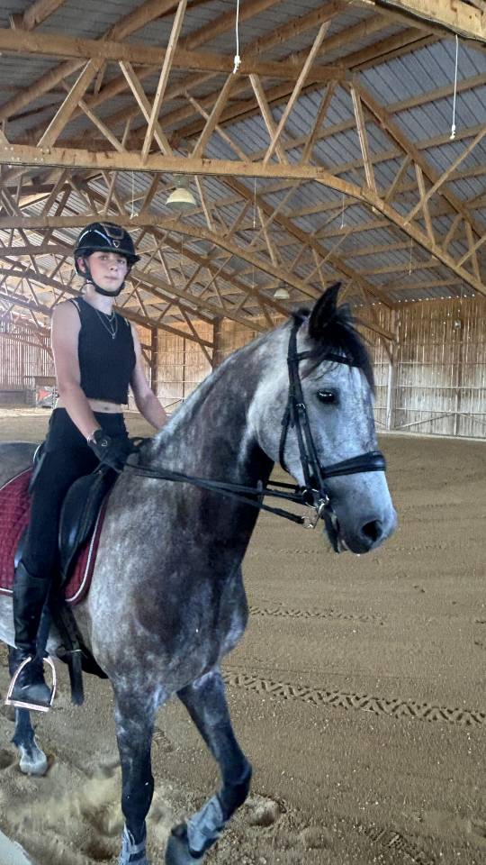 Caballo castrado Lusitano En venta 2017 Tordo por URQUE SLU