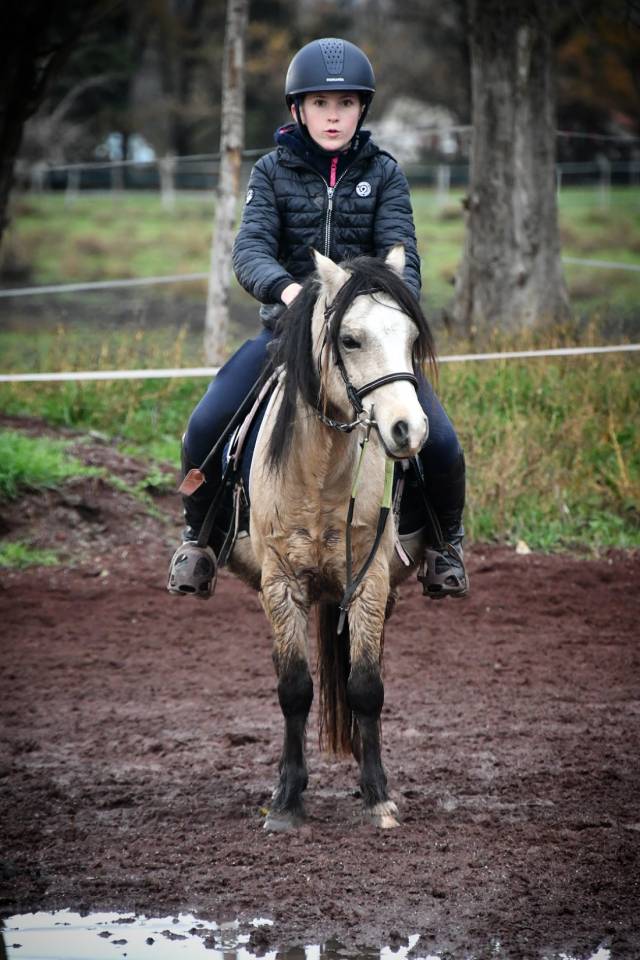 Caballo castrado Welsh Poni (Sección A) En venta 2021 Isabelo