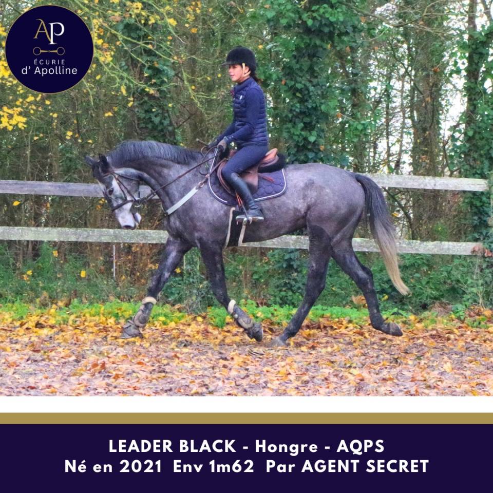 Caballo castrado AQPS En venta 2021 Tordo