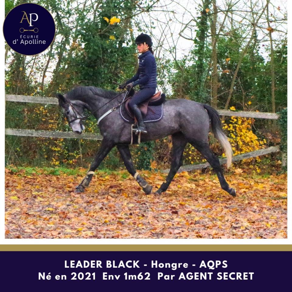 Caballo castrado AQPS En venta 2021 Tordo