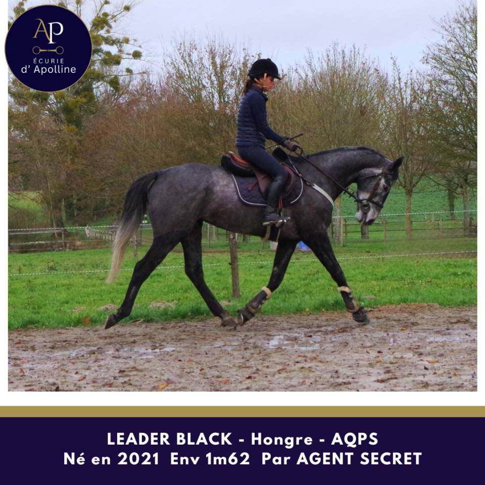 Caballo castrado AQPS En venta 2021 Tordo