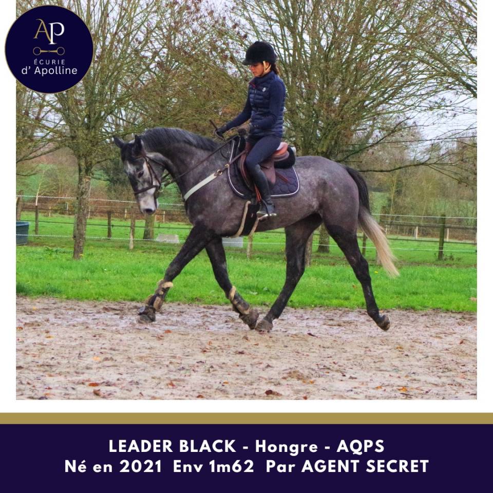 Caballo castrado AQPS En venta 2021 Tordo