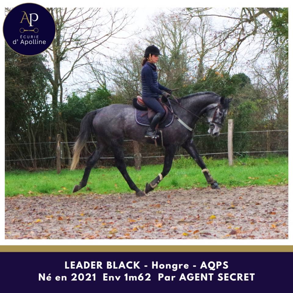 Caballo castrado AQPS En venta 2021 Tordo