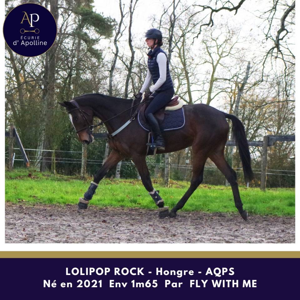 Caballo castrado AQPS En venta 2021 Bayo