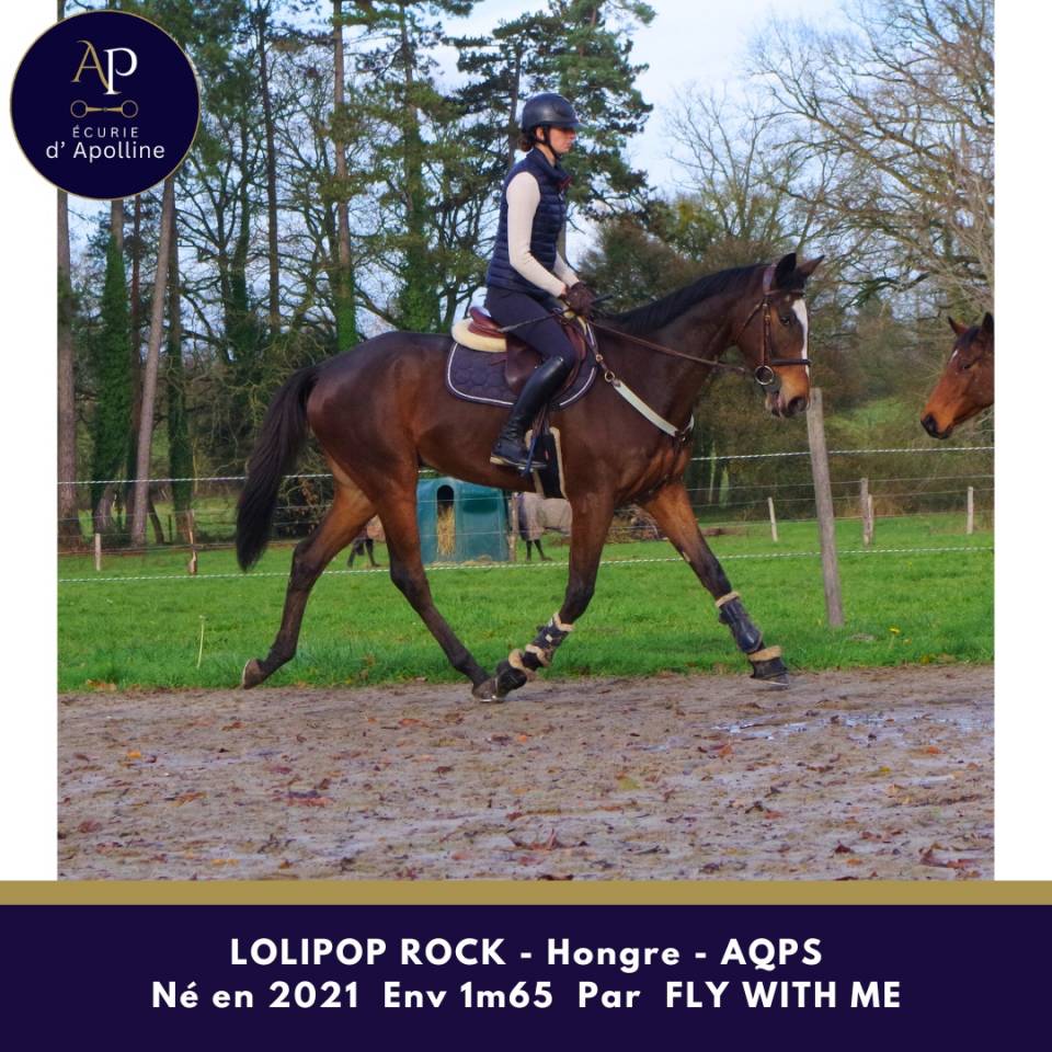 Caballo castrado AQPS En venta 2021 Bayo