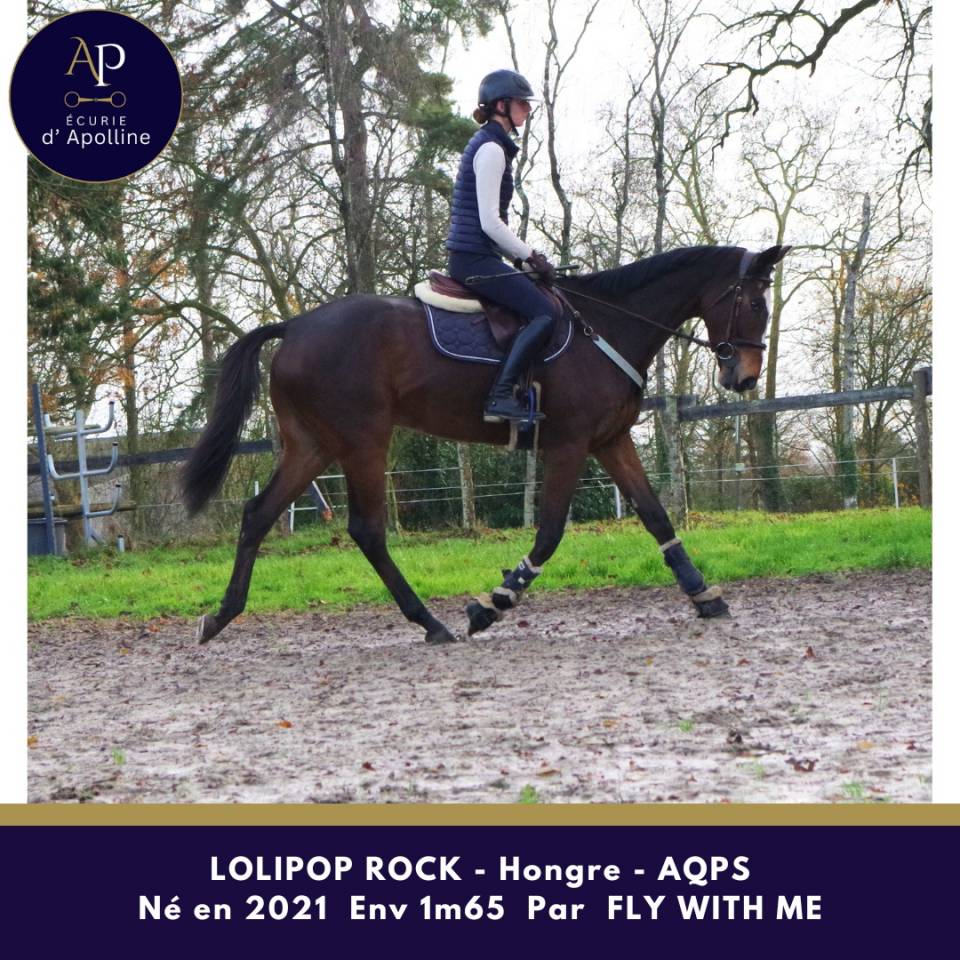 Caballo castrado AQPS En venta 2021 Bayo