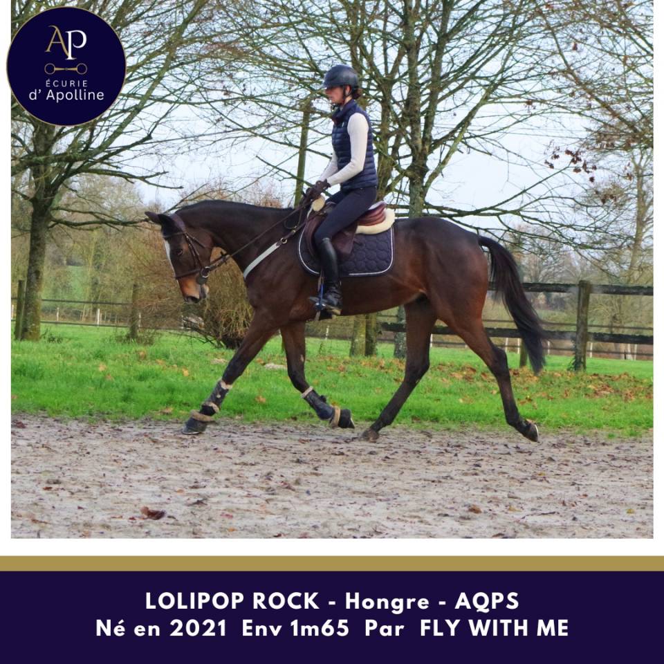 Caballo castrado AQPS En venta 2021 Bayo