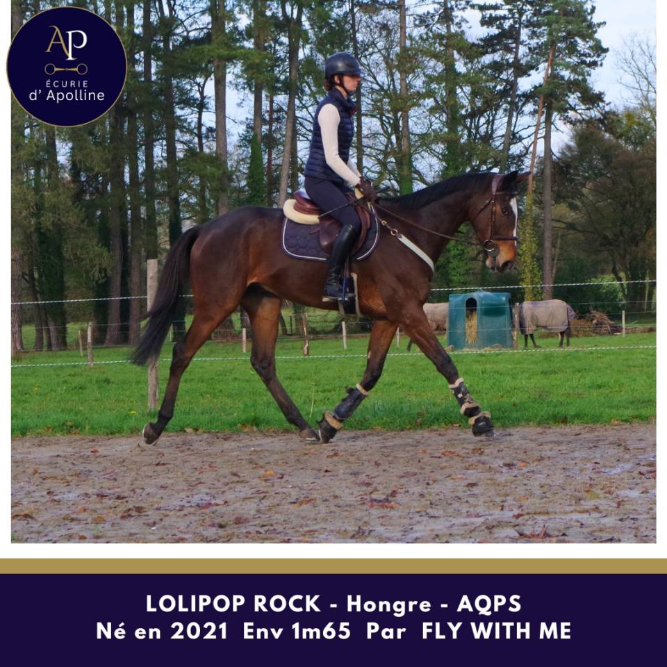 Caballo castrado AQPS En venta 2021 Bayo