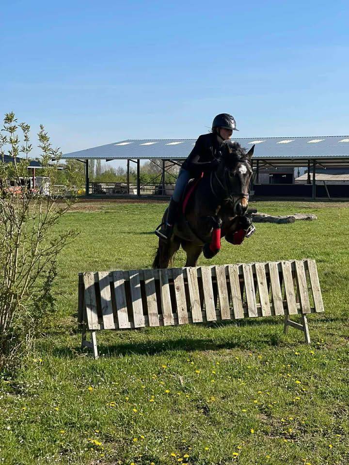 Yegua PFS Poni Fran&ccedil;&eacute;s de Silla En venta 2017 Bayo