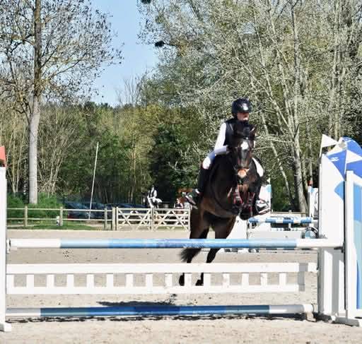 Yegua PFS Poni Fran&ccedil;&eacute;s de Silla En venta 2017 Bayo