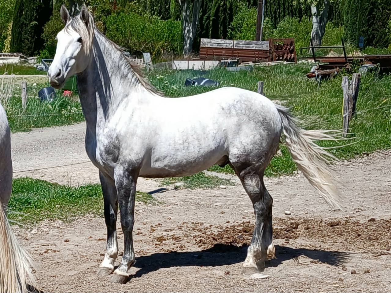 Caballo castrado Barbe Espa&ntilde;ol En venta 2020 Tordo por Organillero badia
