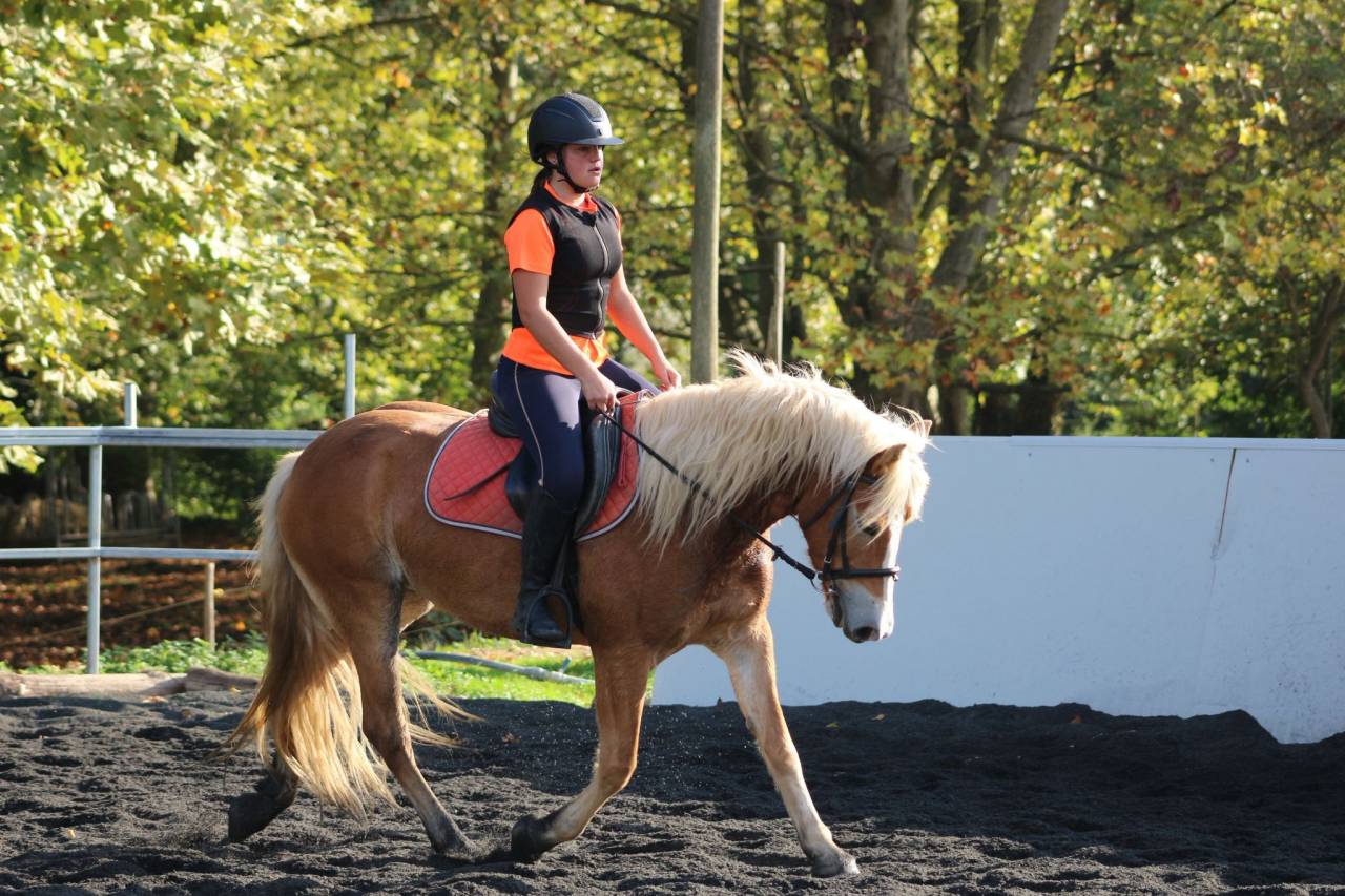 eQ Galeta, poni C haflinger