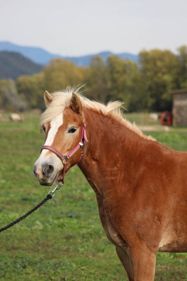eQ Galeta, poni C haflinger
