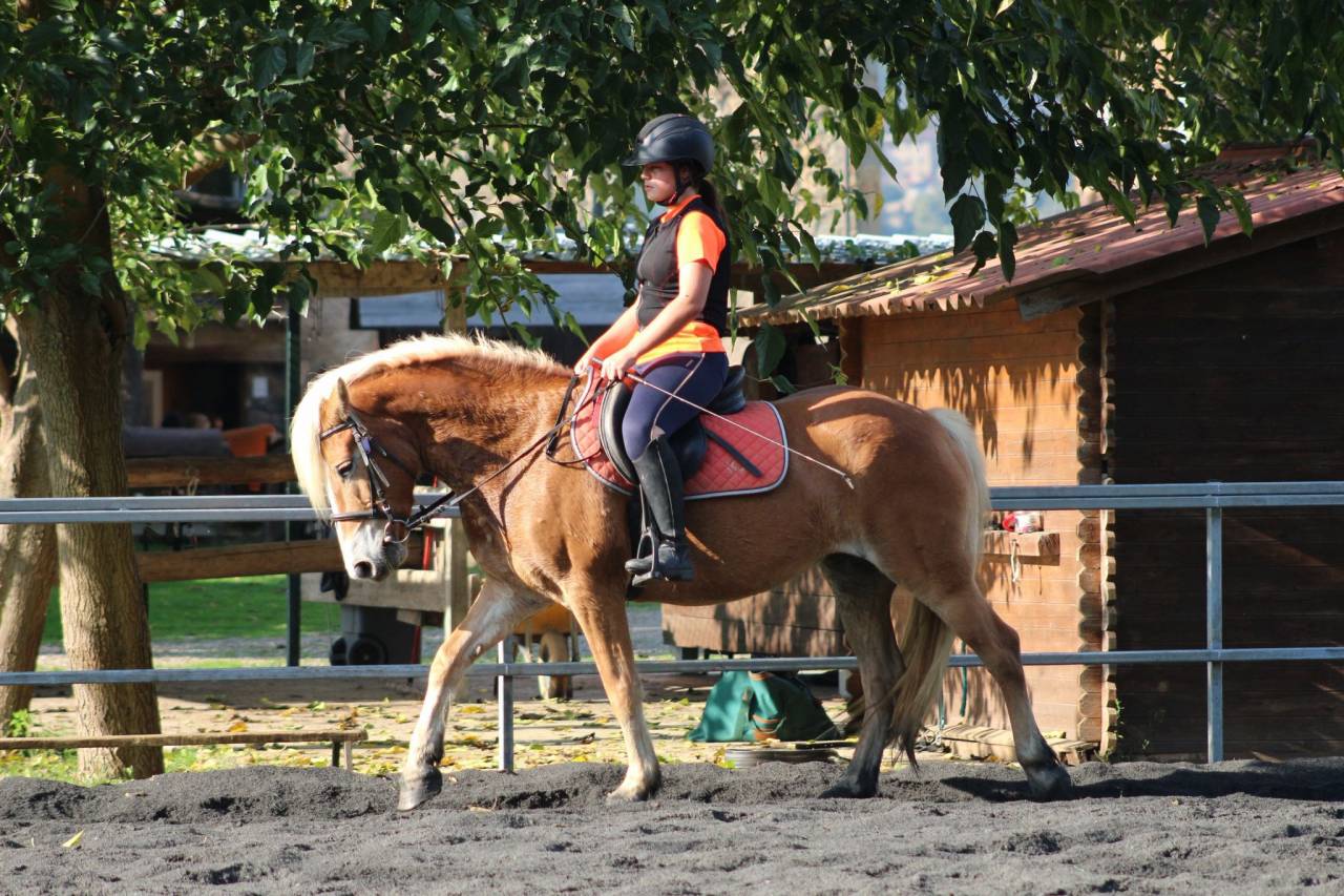 eQ Galeta, poni C haflinger