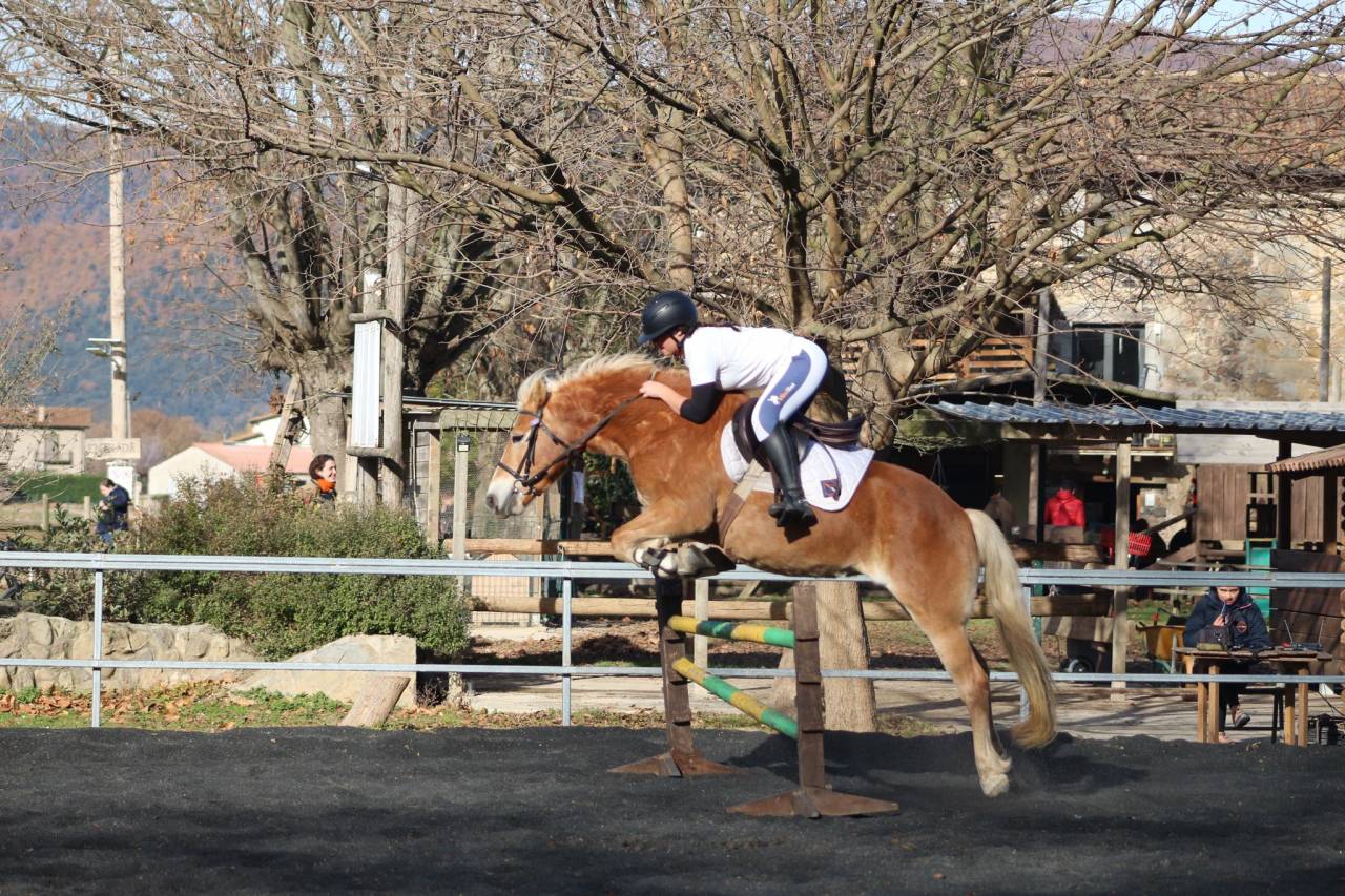 eQ Galeta, poni C haflinger