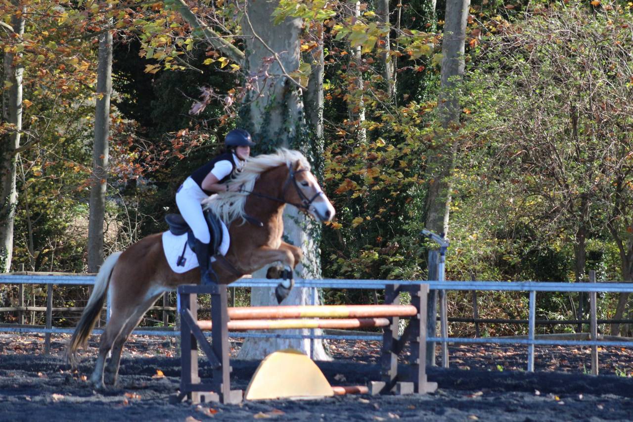 eQ Galeta, poni C haflinger