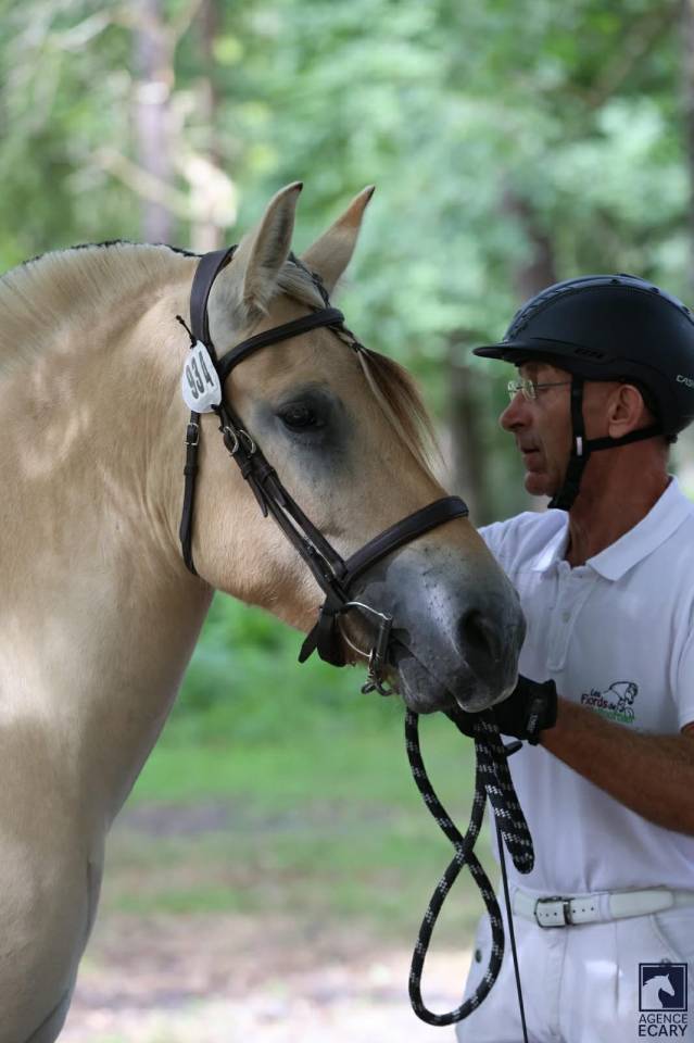 Caballo castrado Fjord En venta 2022 Isabelo