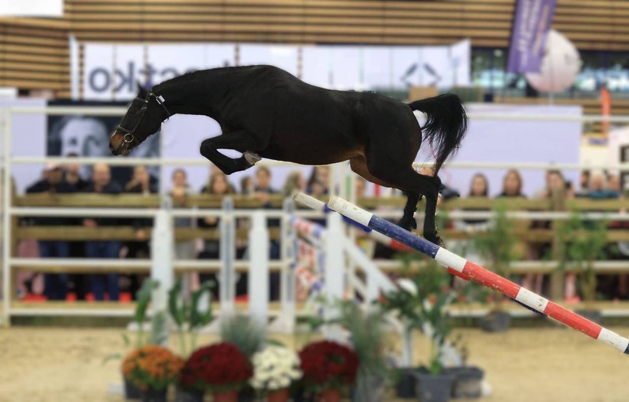 Yegua Silla Francés En venta 2022 Bayo moreno por Conthargos