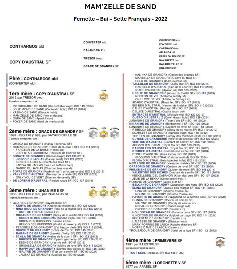 Yegua Silla Francés En venta 2022 Bayo moreno por Conthargos