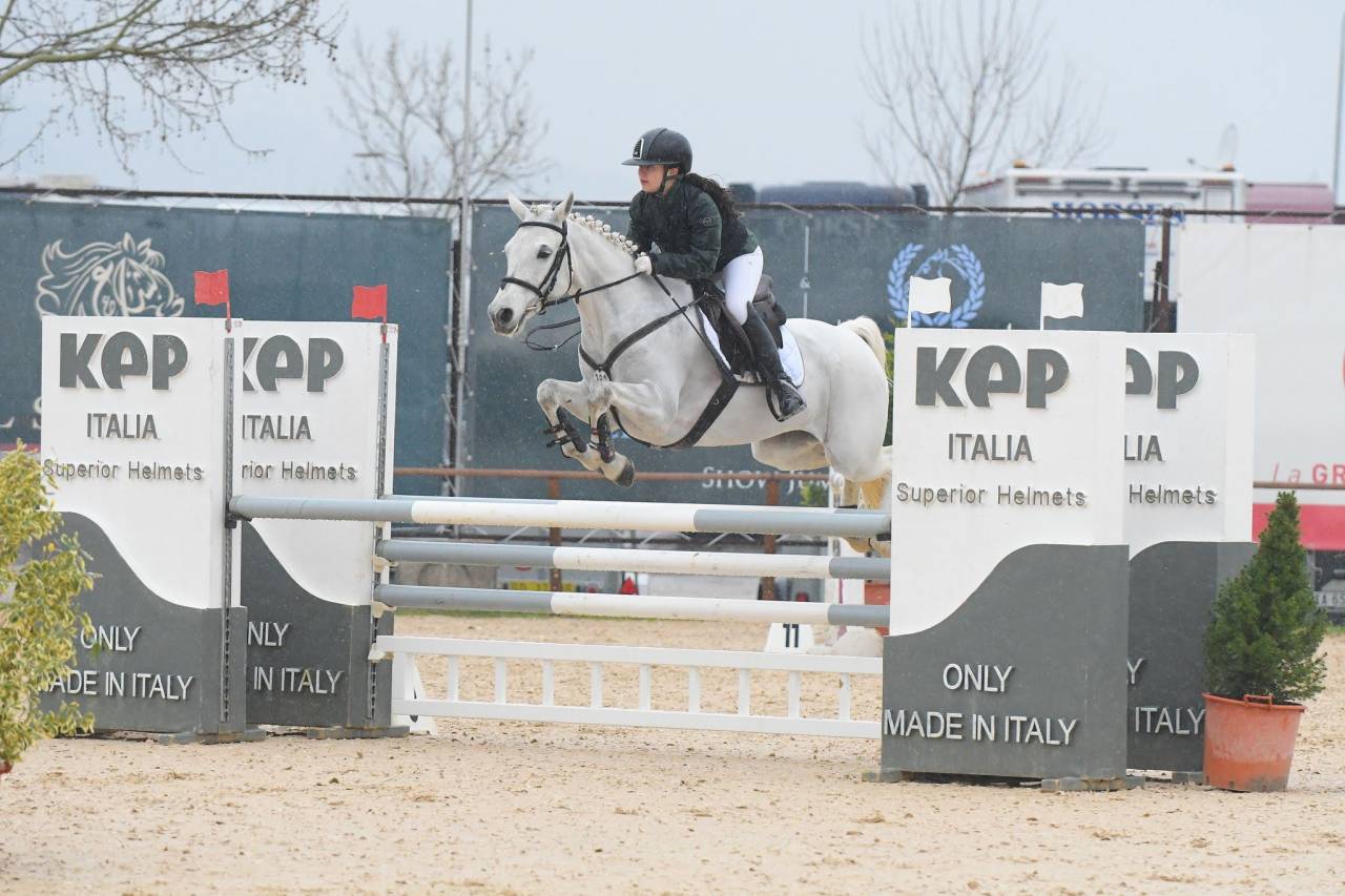 Yegua Connemara En venta 2018 Tordo por GENTLE CHARLIE