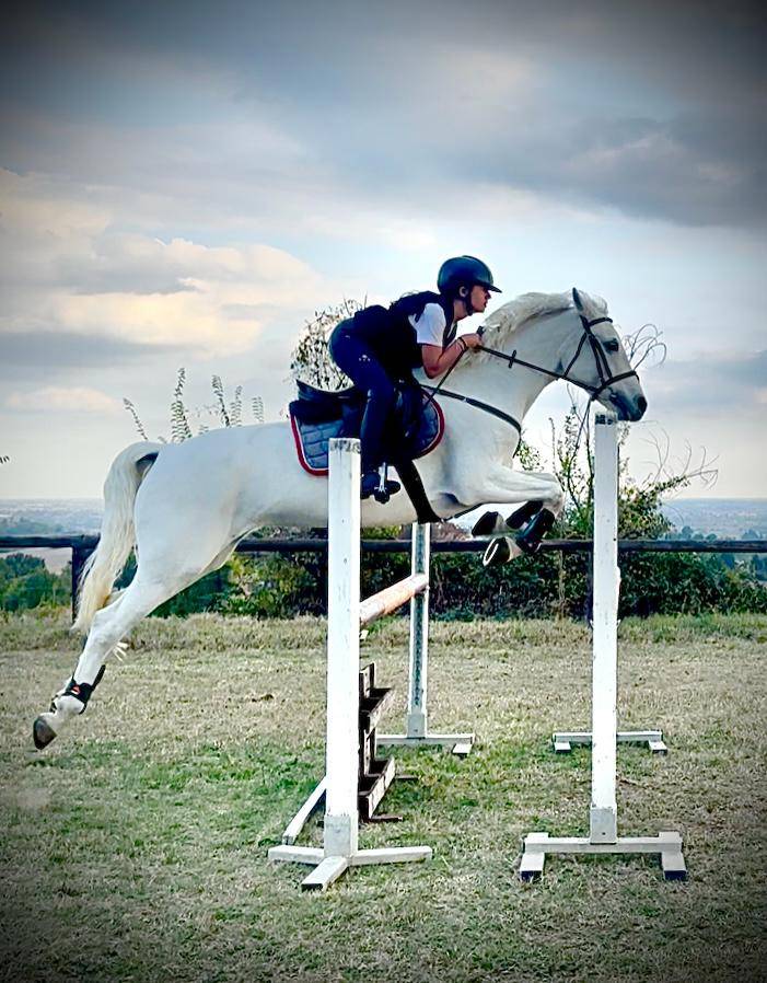 Yegua Connemara En venta 2018 Tordo por GENTLE CHARLIE