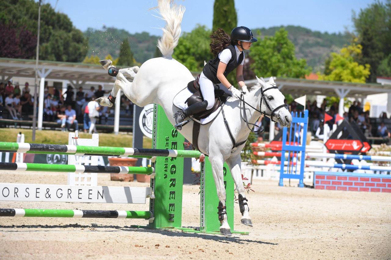 Yegua Connemara En venta 2018 Tordo por GENTLE CHARLIE