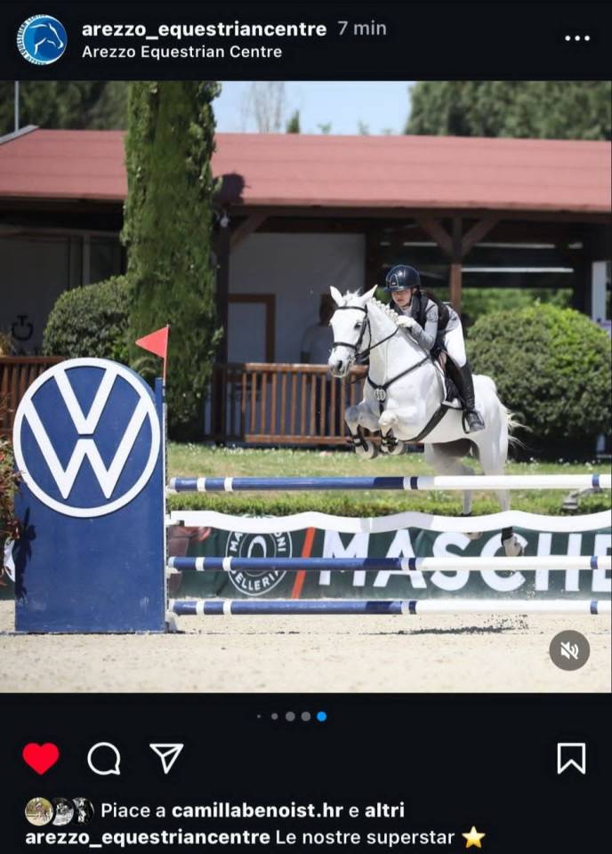 Yegua Connemara En venta 2018 Tordo por GENTLE CHARLIE