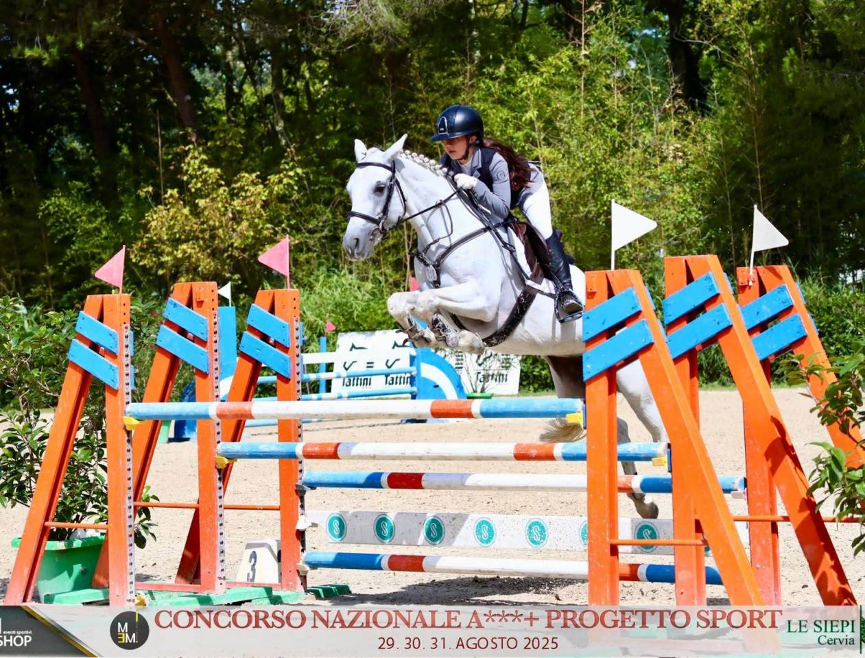 Yegua Connemara En venta 2018 Tordo por GENTLE CHARLIE