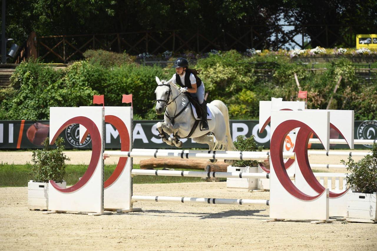 Yegua Connemara En venta 2018 Tordo por GENTLE CHARLIE