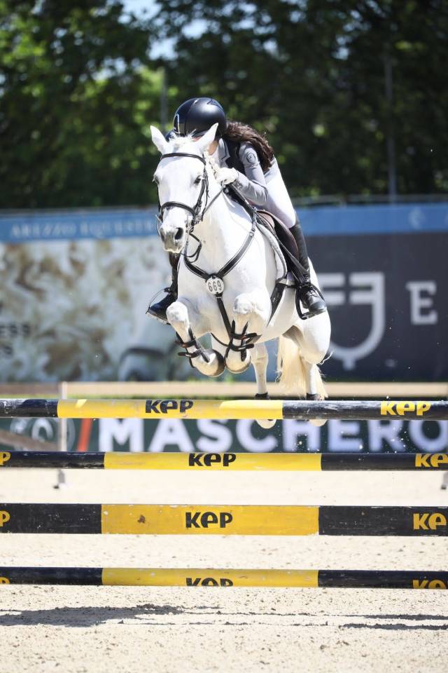 Yegua Connemara En venta 2018 Tordo por GENTLE CHARLIE