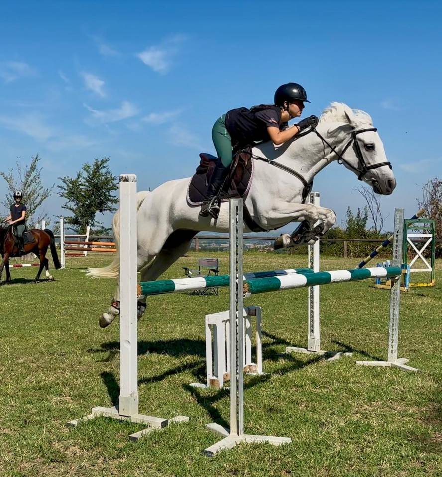 Yegua Connemara En venta 2018 Tordo por GENTLE CHARLIE