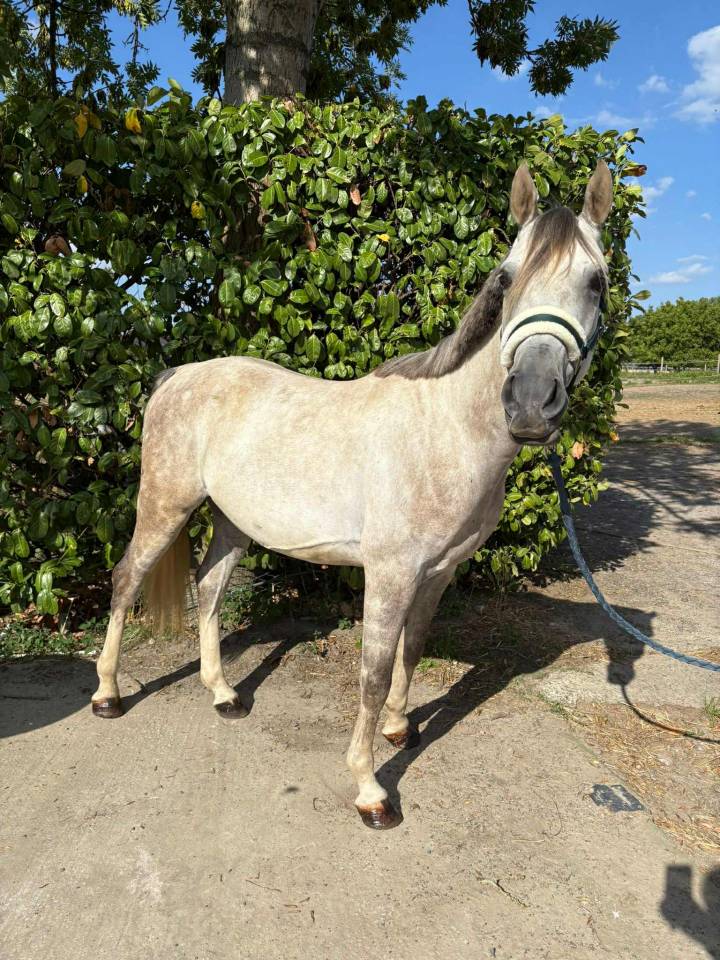 Caballo castrado Otra Raza de Poni En venta 2020 Tordo
