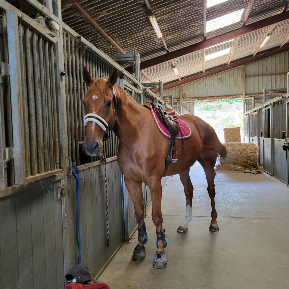 Caballo castrado Silla Francés En venta 2018 Alazán por NEWTON DE KREISKER