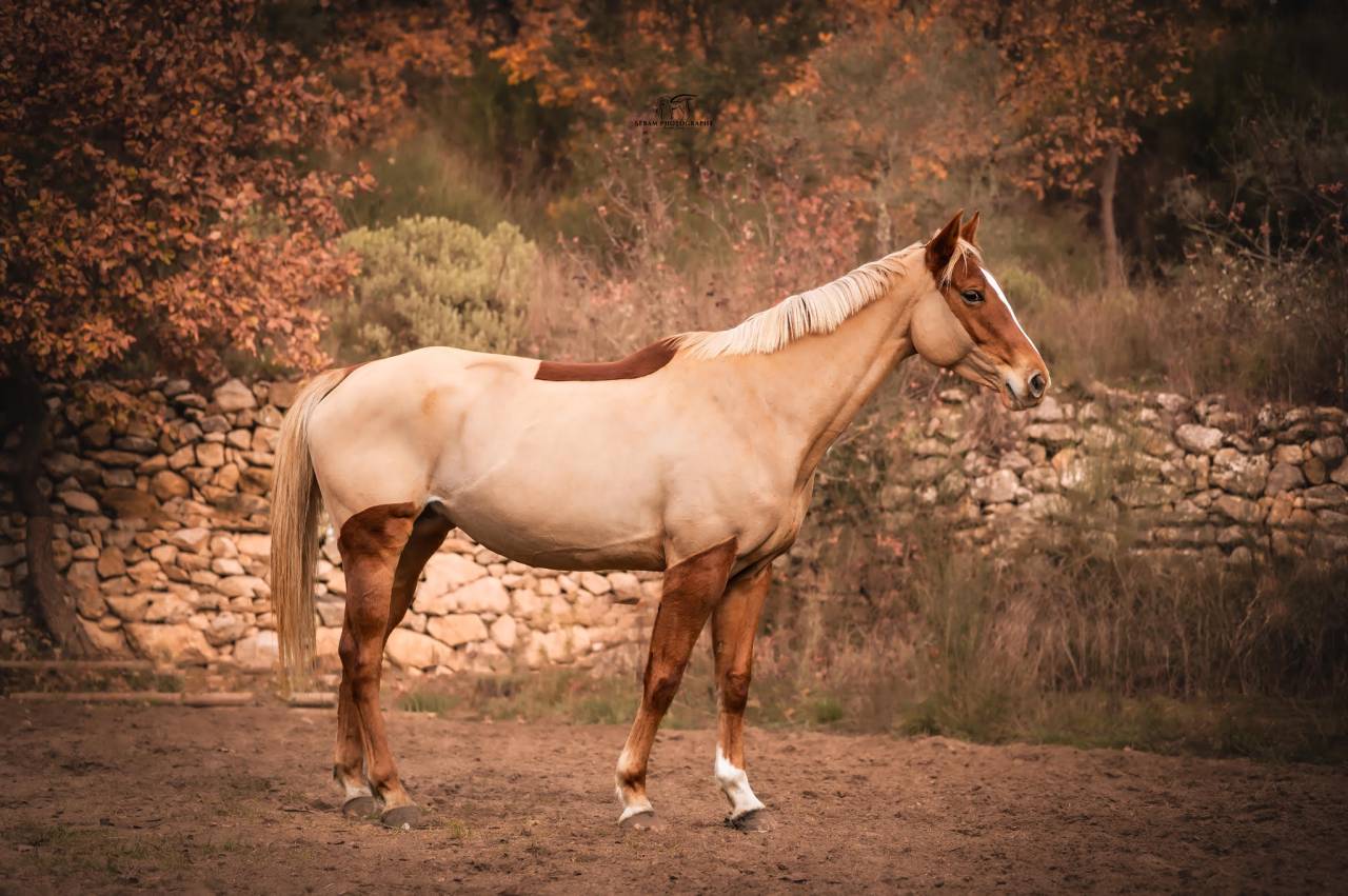 Yegua Silla Francés En venta 2020 Alazán