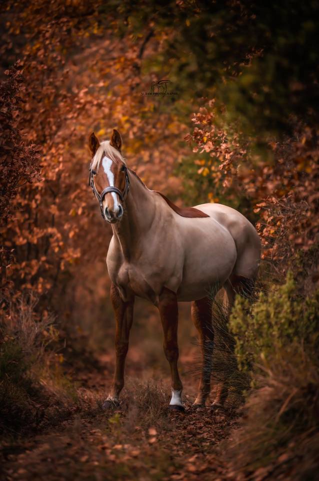 Yegua Silla Francés En venta 2020 Alazán
