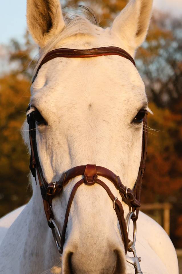 Caballo castrado Origine Constat&eacute;e En venta 2016 Tordo por Continuum