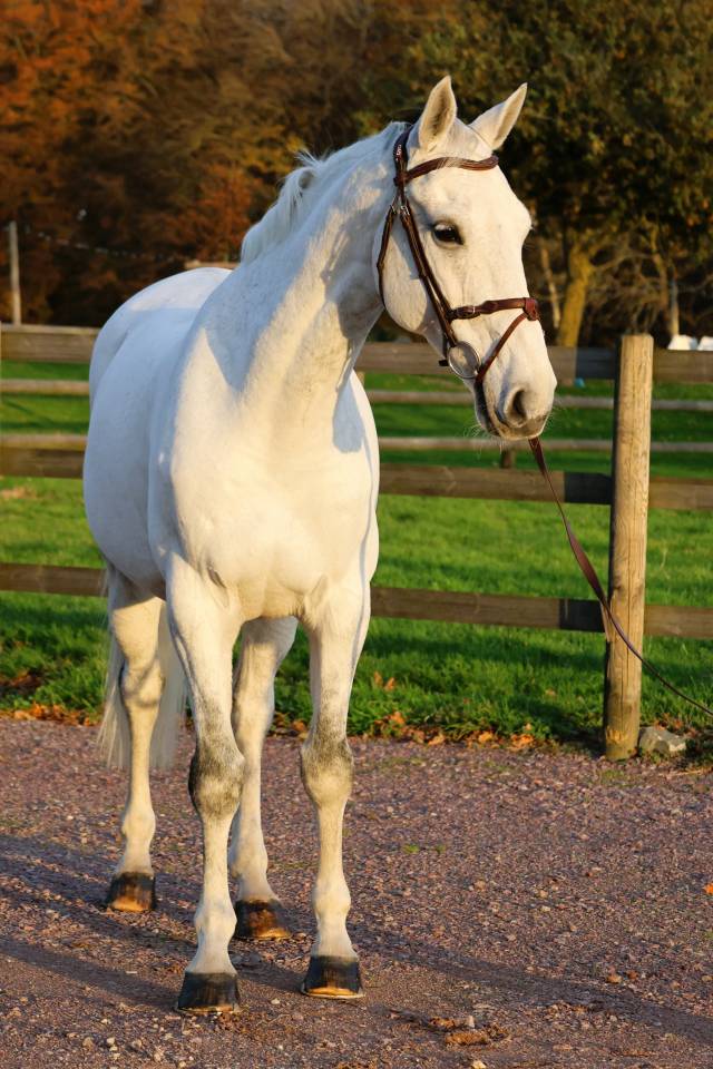 Caballo castrado Origine Constat&eacute;e En venta 2016 Tordo por Continuum