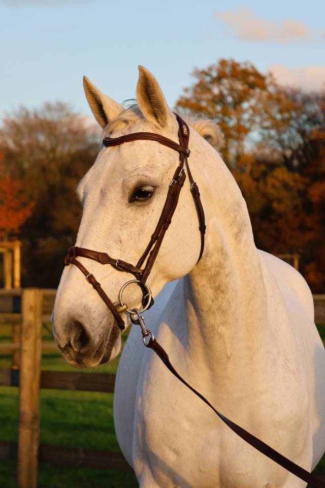 Caballo castrado Origine Constat&eacute;e En venta 2016 Tordo por Continuum