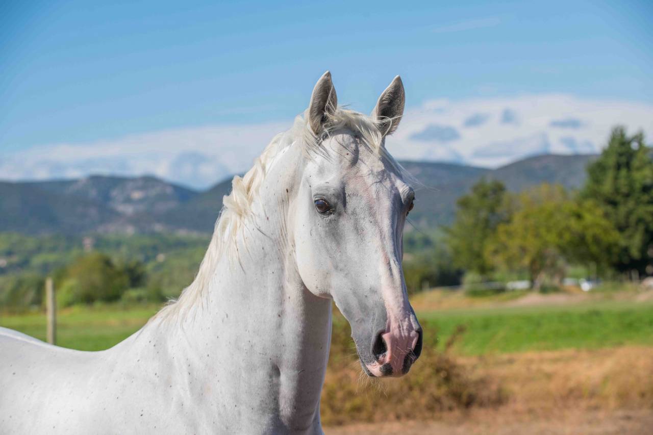 Caballo castrado Lipizzano En venta 2014 Blanco