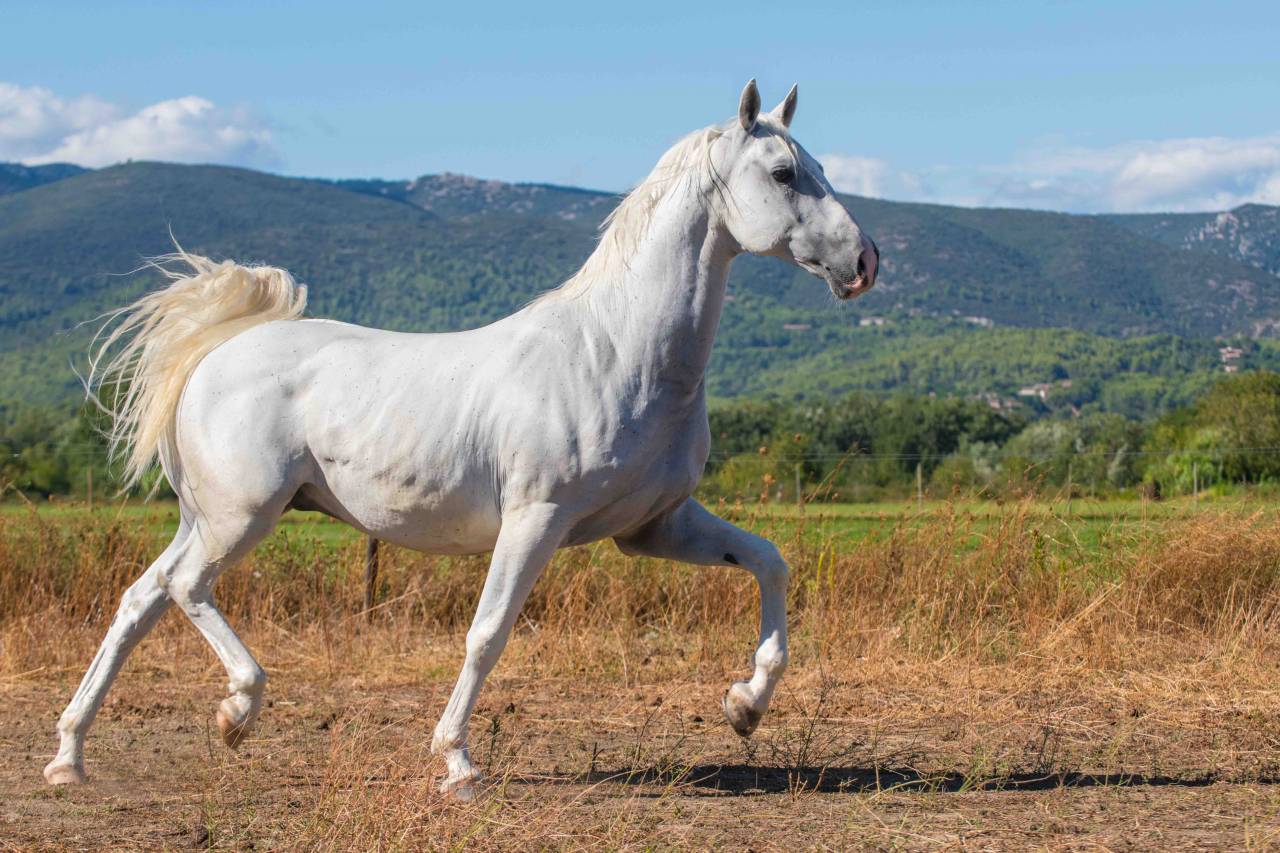 Caballo castrado Lipizzano En venta 2014 Blanco