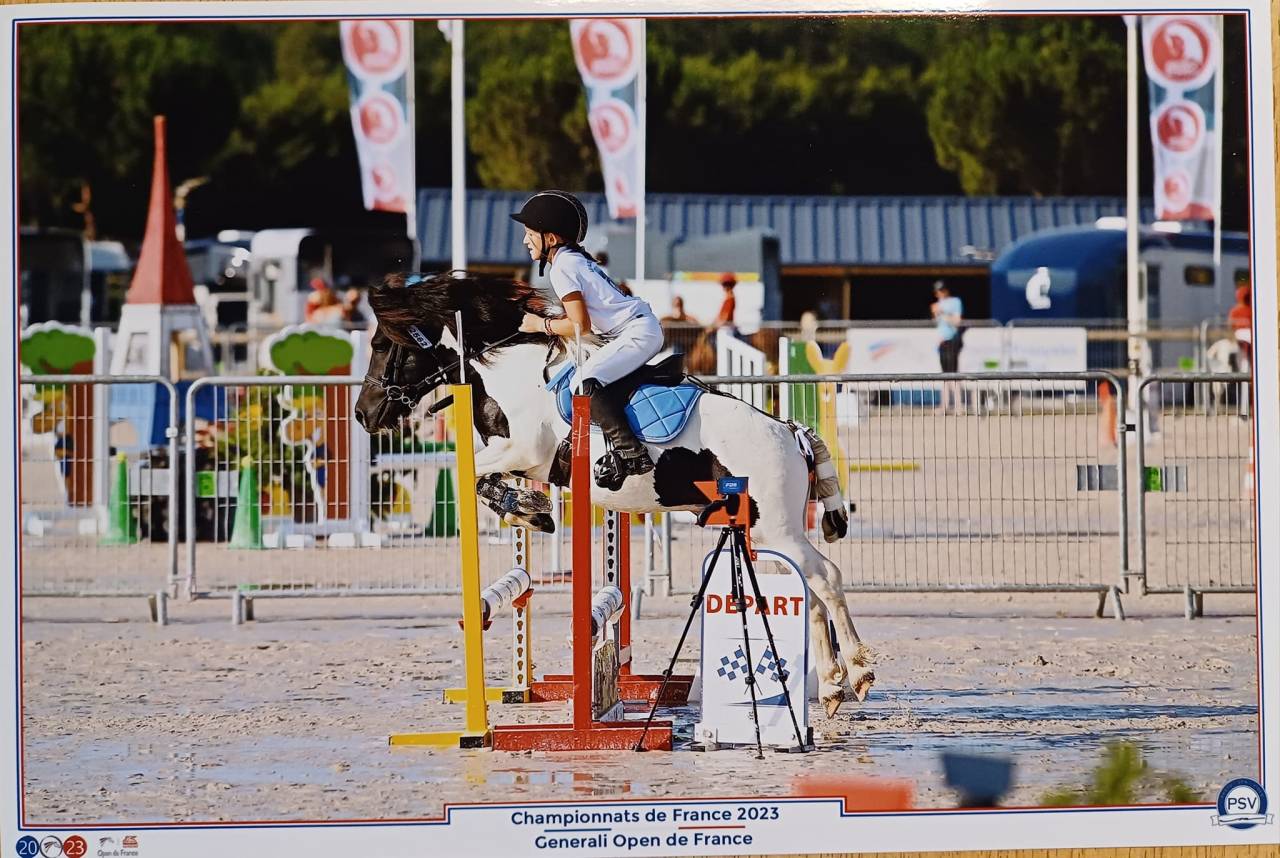 Caballo castrado Shetland En venta 2025 P&iacute;o