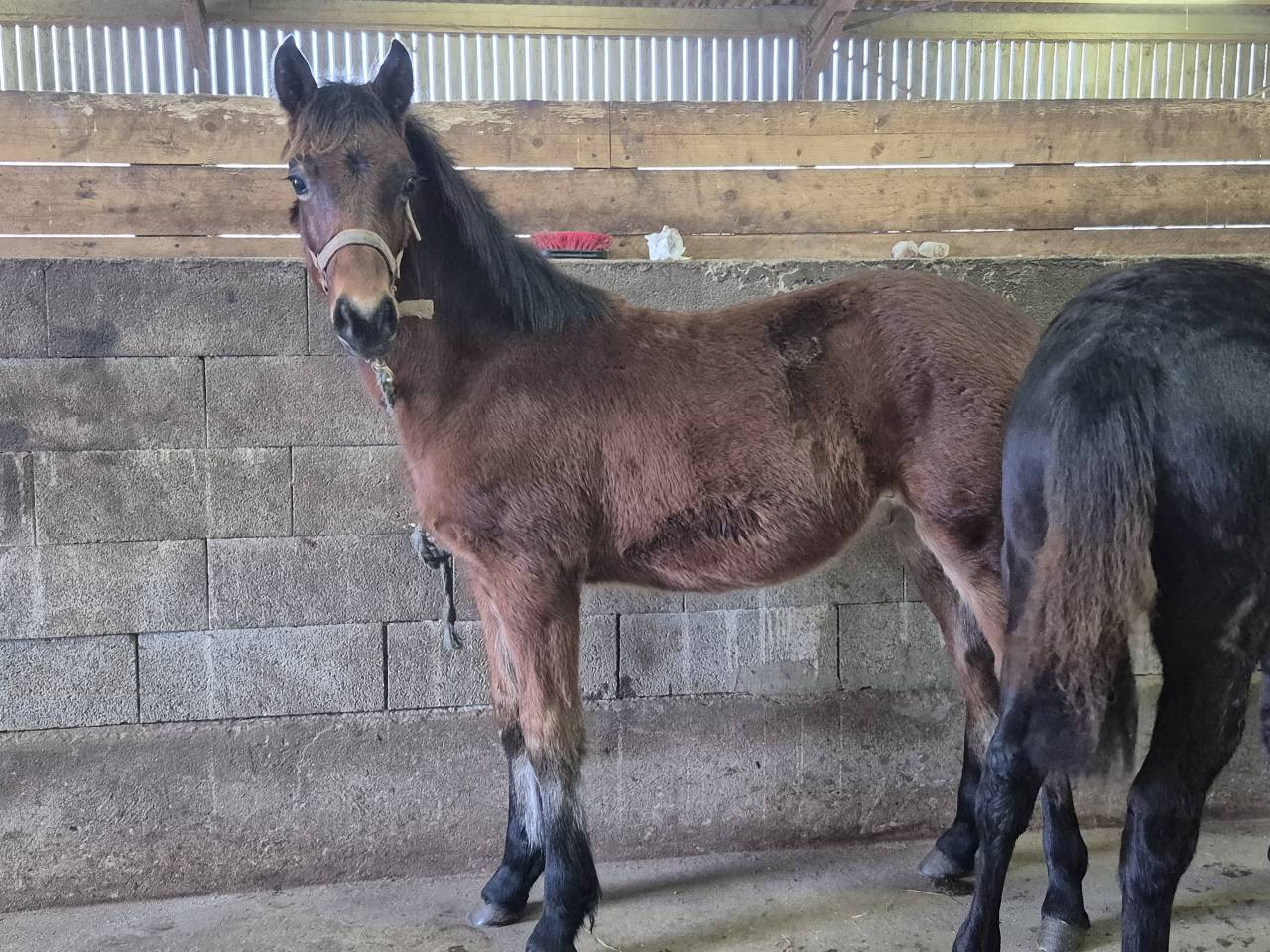 Caballo castrado Welsh Part Bred En venta 2025 Bayo